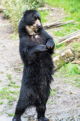 Black bear standing on his hind legs in the zoo