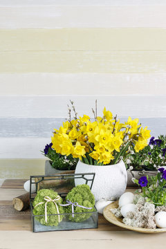Big bouquet of yellow daffodils, moss eggs and pansy flowers
