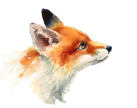 Watercolor Wild Animal Red Fox Looking Up Side View Hand Drawn Portrait Illustration isolated on white background