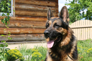 Dog german shepherd in village