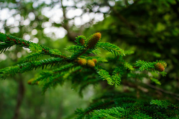 Closeup of fir needles and buds with blurred background