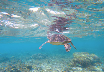 Sea tortoise taking breath from water surface. Snorkeling with marine animal.
