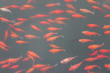 Koi carp fish in the lake or pond. Top view. Horizontal.