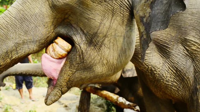 Elephants Eating