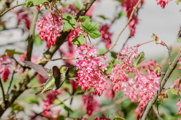 green hummingbird bird near the flowers on blury background
