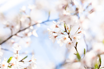 桜　小彼岸桜