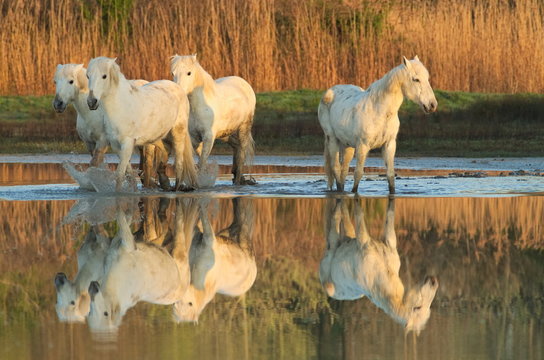 Camargue horses at the Isonzo river nature reserve
