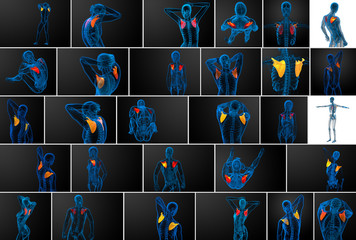 3d rendering  medical illustration of the scapula bone - obrazy, fototapety, plakaty