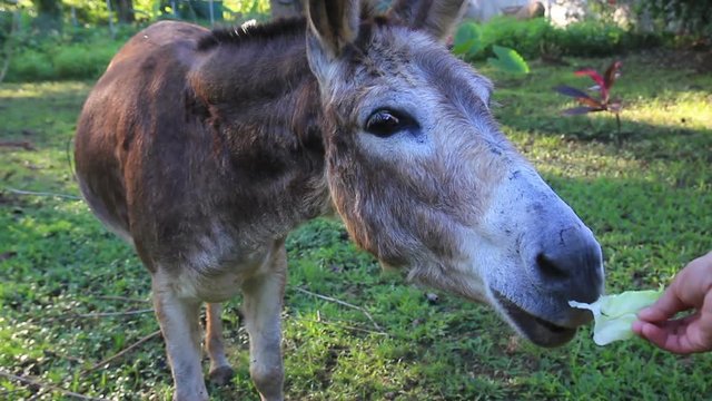 Hungry Donkey Eating Leaf
