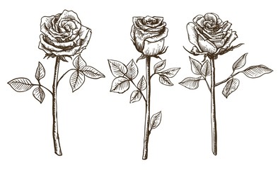 Fototapeta premium rose flower sketch