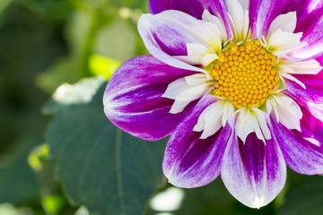Ken's Gala Dahlia Patial View on Top Right