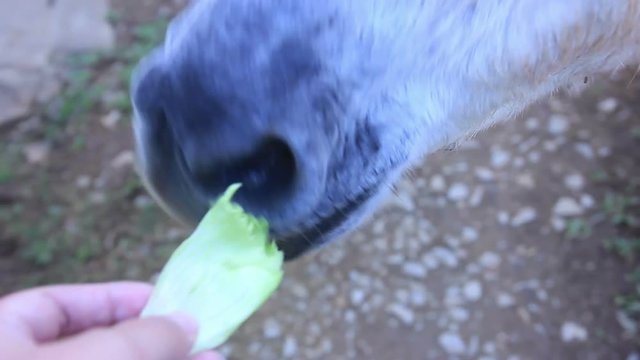 Donkey Mouth Eating Green Leaf