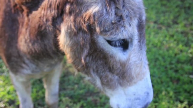 Sad Donkey Eyes Close up