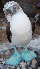 Blue-footed Boobies