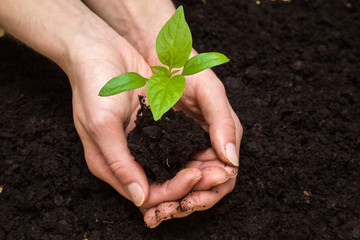Woman's hands holding paprika plant with ground. Early spring planting.