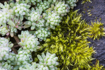 Obraz premium Rock plant dewy moss and growing.