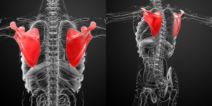 3d rendering medical illustration of the scapula bone