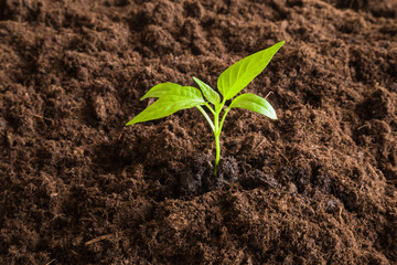 Paprika plant with ground. Early spring planting.