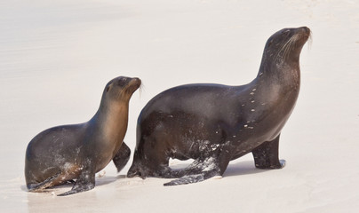 Sea Lion Mother and Pup