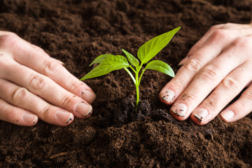 Woman's hands holding paprika plant with ground. Early spring planting.