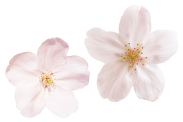 満開の桜切抜き © rrice