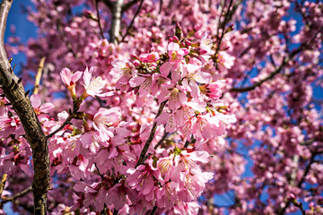 spring bloom tree with pink flowers