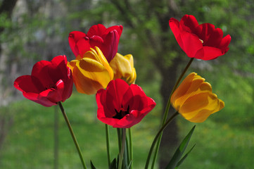 Colorful Spring Tulips