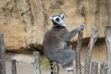 Lemur sitting on a fence