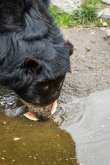 Black bear sitting on a rock and eating