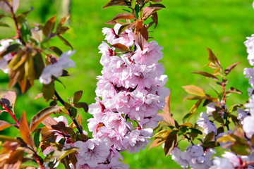 Cherry blossom branch