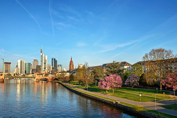 Fototapeta premium Frankfurt am Main with blooming Sakura, Germany