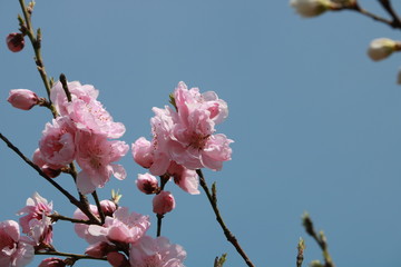 青空と桃の花