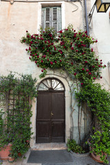 Fototapeta na wymiar Bush of red roses at the wall of the old house