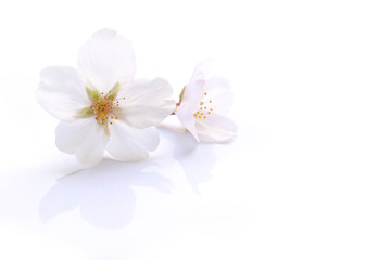 Naklejka na ściany i meble Japanese white cherry blossom isolated