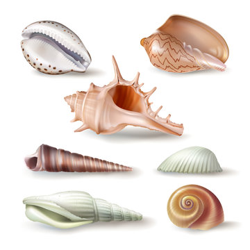 Set of vector illustrations, badges, stickers, seashells of various kinds in realistic style isolated on white