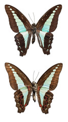 Top View of Spread Butterfly © mindstorm