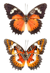 Fototapeta na wymiar Top View of Spread Butterfly