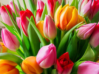 Tulip. Beautiful bouquet of tulips closeup.