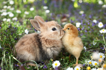 Fototapeta premium Najlepsi przyjaciele, króliczek, królik i laska całują się