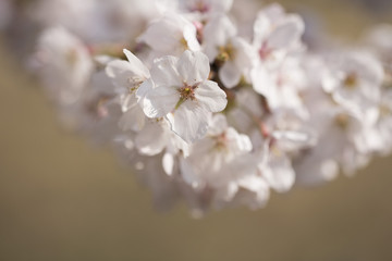 spring flower