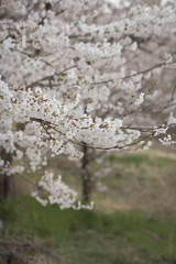 spring flower