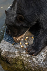 Black bear sitting on a rock and eating