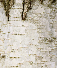 Birch bark texture background.