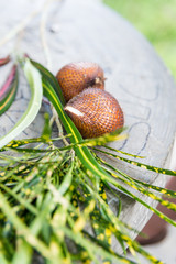 Salak Fruit sur table