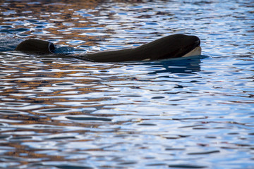 The orcas show in Loro Parque