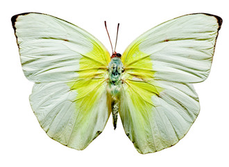 Fototapeta premium Top View of Spread Butterfly