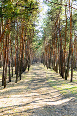 Road in pine forest