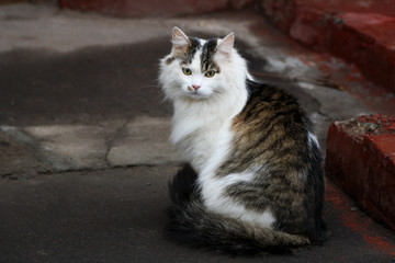 Obraz premium Cat sitting on the road.