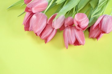 Pink tulips and yellow green background