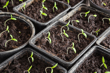 Tomato plants evolve in the ground. Early spring preparations for the garden season.
